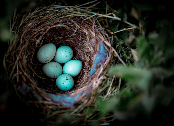 Nest