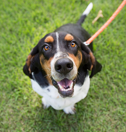 Dog-9857