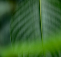 Sonata in Green