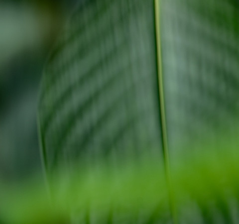 Sonata in Green