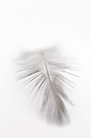 Light as a Feather