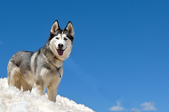 Husky