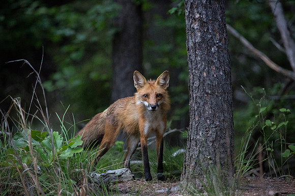 red fox big-5692