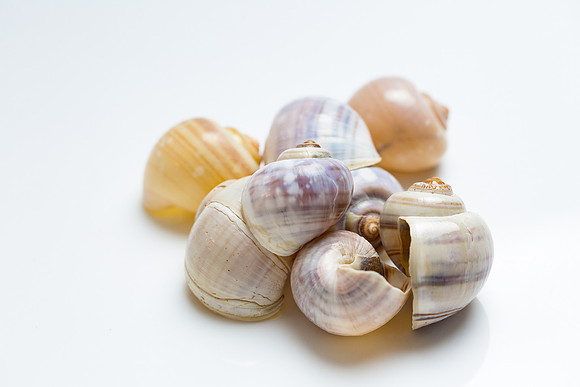 snails-1461