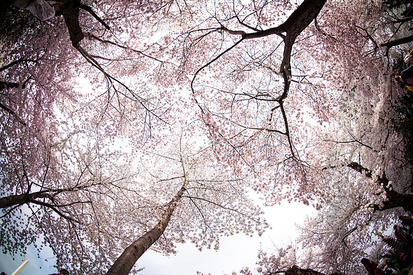 Cherry Blossoms screen saver-8620